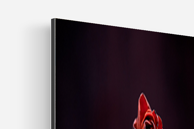 Valentine's red rose fine art photo print detail view alu dibond backing corner mount
