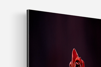 Valentine's red rose fine art photo print detail view alu dibond backing corner mount