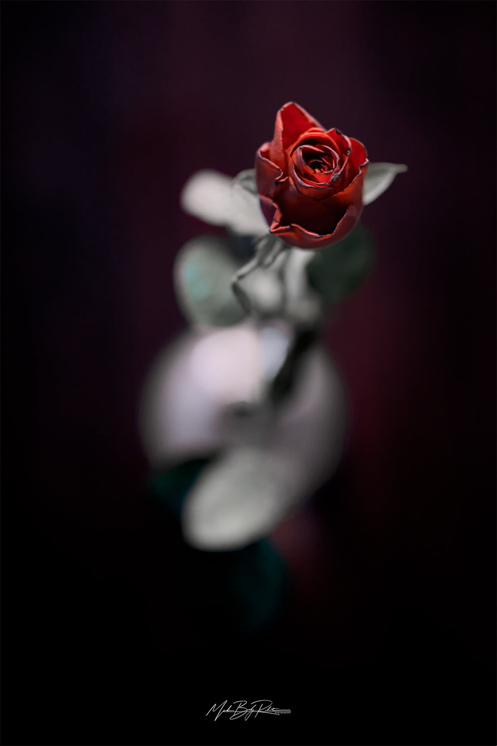 Valentine's red rose fine art photo print 45x30cm